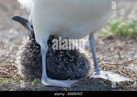 Große Laysan Albatross-Küken (Phoebastria immutabilis) auf Nest, das unter den webbebettierten Füßen des Elternvogels herausspäht Stockfoto