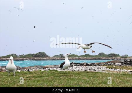 Laysan Albatrosse (Phoebastria immutabilis) Landung in einer Kolonie auf einer Insel im Pazifik Nord Stockfoto