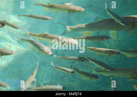 Fisch im klaren, blauen schönen Gewässern von Plitcive Lakes National Park, Kroatien Stockfoto