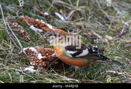 Zweiarrosiger Kreuzschnabel, weißgeflügelter Kreuzschnabel, der auf Fichtenkegel isst Stockfoto