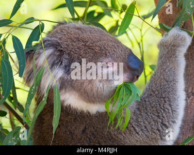 Der Koala Phascolarctos cinereus oder ungenau bezeichnet Koalabär Blätter essen Stockfoto