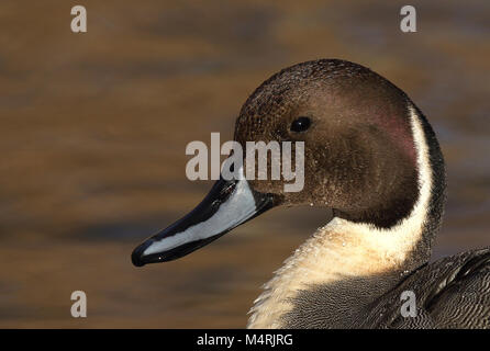 Nördlicher Pintail (Anas acuta) männlicher Nahaufnahme Kopf Stockfoto