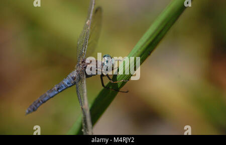 Männliche gekielt Skimmer Dragonfly in Ruhestellung Stockfoto