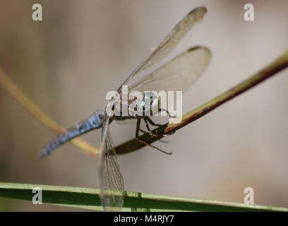 Männliche gekielt Skimmer Dragonfly in Ruhestellung Stockfoto