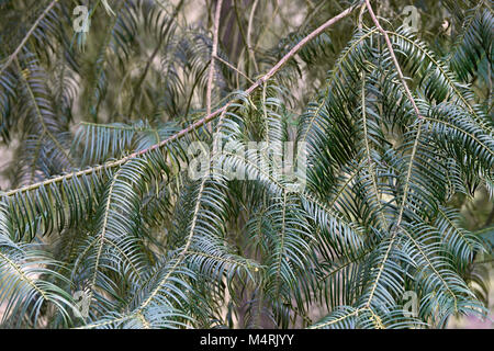 Chinesische pflaume Eibe (akebia Undulata). Genannt Plum Eibe und Chinesischen cowtail Kiefer auch Stockfoto