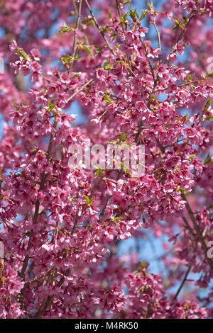 Erste Blütezeit Lady Cherry (Prunus x incam First Lady). Hybrid zwischen Prunus x incam Okame und Prunus campanulata Stockfoto