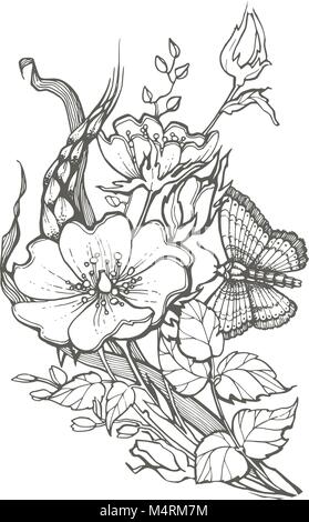 Wild Dog rose Blumen mit Schmetterling Zeichnung Vektor clipart auf weißem Hintergrund. Stock Vektor