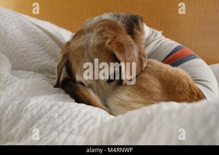 Süße beagle ruht auf einer Couch. Stockfoto