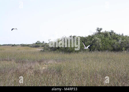 Woodstorks im Flug. Stockfoto