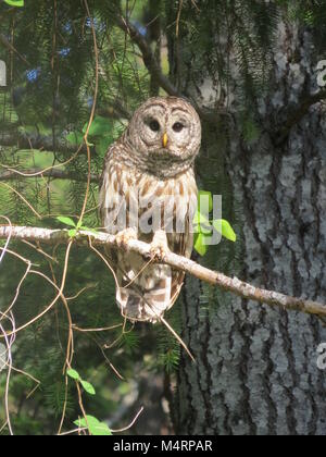 Schöne verjähren in Owl, sitzen im Baum, auf Denman Island, BC Stockfoto