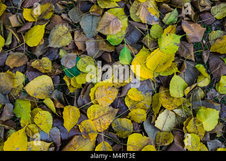 Trockene braune und gelbe Blätter auf dem Boden unter dem großen Baum im öffentlichen Park, selektive konzentrieren. Stockfoto