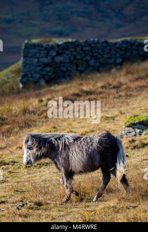 Carneddau Pony stand in der Morgensonne in der Llyn Eigiau Tal am Rande des Carneddau Berge im Norden von Wales, Stockfoto