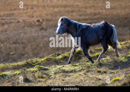 Carneddau Pony stand in der Morgensonne in der Llyn Eigiau Tal am Rande des Carneddau Berge im Norden von Wales, Stockfoto