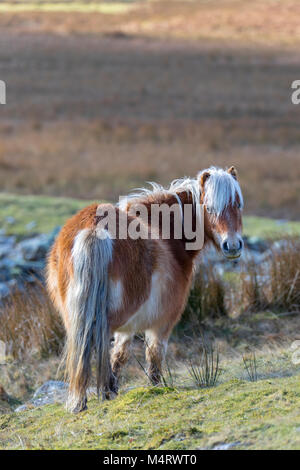 Carneddau Pony stand in der Morgensonne in der Llyn Eigiau Tal am Rande des Carneddau Berge im Norden von Wales, Stockfoto