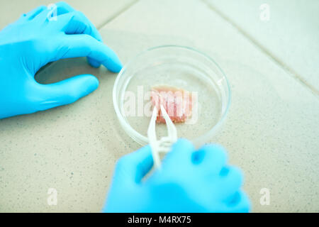 Nahaufnahme der unkenntlich Wissenschaftler Gummihandschuhe zu tragen Inspektion kultiviertes Fleisch Probe, während im modernen Labor Stockfoto