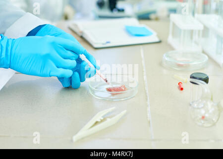 Nicht erkennbare talentierte Wissenschaftler stehen an der Laborbank und eingewickelt in Projekt von In-vitro-Fleisch, Nahaufnahme Stockfoto