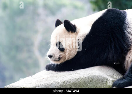 Madrid, Spanien. 17. Februar, 2018. Ein riesiger Panda (Ailuropoda Lalage) am Zoo Madrid am 17. Februar in Madrid, Spanien 2018 ruht. Die Chinesisches Neujahrsfest oder Frühlingsfest, am 16. Februar dieses Jahres begonnen, die das Jahr des Hundes. © David Gato/Alamy leben Nachrichten Stockfoto