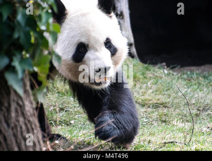 Madrid, Spanien. 17. Februar, 2018. Ein riesiger Panda (Ailuropoda Lalage) am Zoo Madrid am 17. Februar in Madrid, Spanien 2018 ruht. Die Chinesisches Neujahrsfest oder Frühlingsfest, am 16. Februar dieses Jahres begonnen, die das Jahr des Hundes. © David Gato/Alamy leben Nachrichten Stockfoto