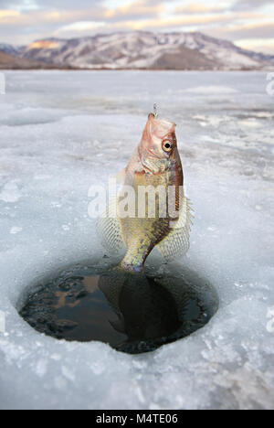 Crappie pan Fisch aus Eis Loch in nördlichen Utah gezogen wird. Stockfoto