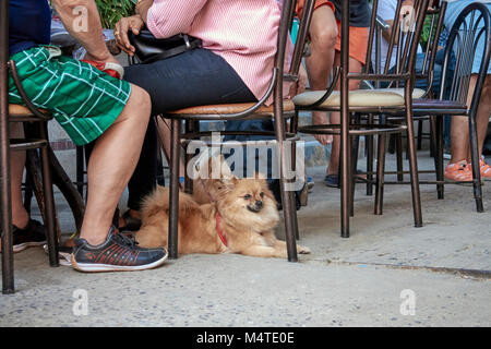 Hund. Pomeranian Hunde Stockfoto