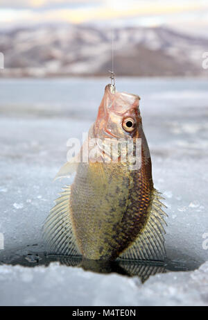 Crappie Fisch gezogen wird aus Eis Loch in nördlichen Utah Stockfoto