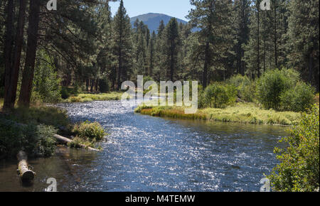 Metolius River fließt durch einen Pinienwald in zentralen Oregon mit schwarzen Butte Stockfoto