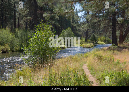 Metolius River fließt durch einen Pinienwald in zentralen Oregon Stockfoto