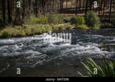 Metolius River fließt durch einen Pinienwald in zentralen Oregon Stockfoto