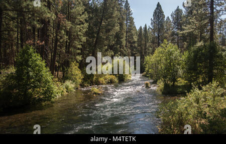 Metolius River fließt durch einen Pinienwald in zentralen Oregon Stockfoto