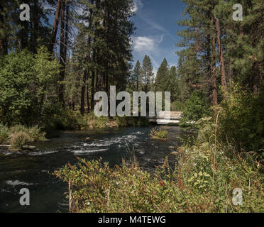 Metolius River fließt durch einen Pinienwald in zentralen Oregon Stockfoto