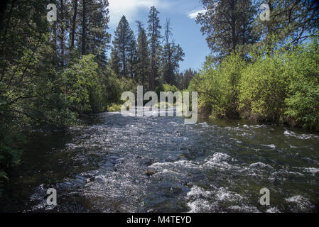 Metolius River fließt durch einen Pinienwald in zentralen Oregon Stockfoto