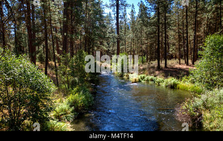 Metolius River fließt durch einen Pinienwald in zentralen Oregon Stockfoto