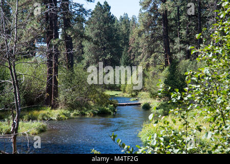 Metolius River fließt durch einen Wald von Ponderosa Pinien in zentralen Oregon Stockfoto