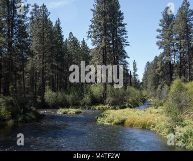 Metolius River fließt durch einen Wald von Ponderosa Pinien in zentralen Oregon Stockfoto