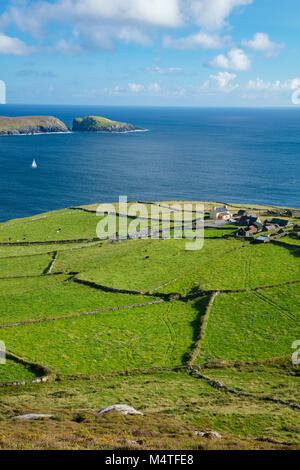 Grüne Felder umgeben die Weiler Ballynacallagh, dursey Island, Beara Halbinsel, County Cork, Irland. Stockfoto