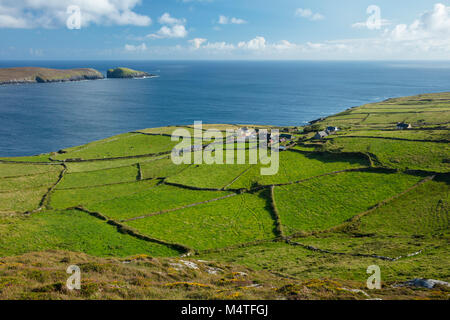 Grüne Felder umgeben die Weiler Ballynacallagh, dursey Island, Beara Halbinsel, County Cork, Irland. Stockfoto