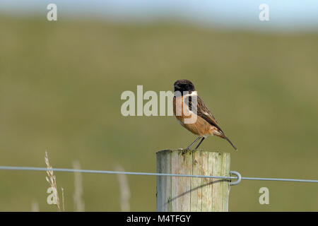 - Gemeinsame Schwarzkehlchen Saxicola torquata Männchen auf dem Post Stockfoto