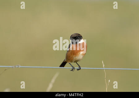 Gemeinsame Schwarzkehlchen Saxicola torquata-Stecker am Kabel Stockfoto