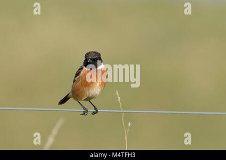 Gemeinsame Schwarzkehlchen Saxicola torquata-Stecker am Kabel Stockfoto