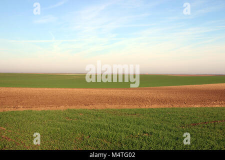 Junge grüne Weizen und gepflügten Feldes Landschaft Stockfoto