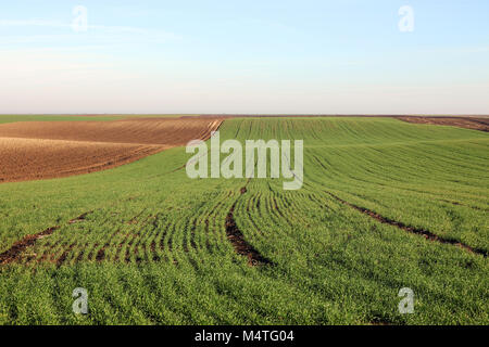 Junge grüne Weizen im sonnigen Herbsttag Stockfoto