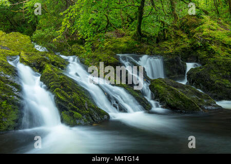 Wasserfall an der Canrooska Fluss, Glengarriff Naturschutzgebiet, Glengarriff, County Cork, Irland. Stockfoto