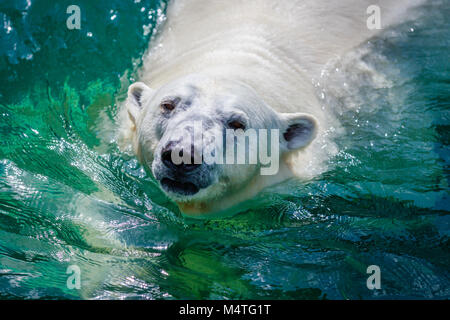 Weibliche Eisbären schwimmen. Stockfoto