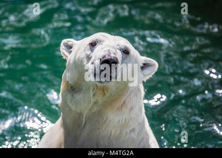 Weibliche Eisbär. Kopf schoss. Stockfoto