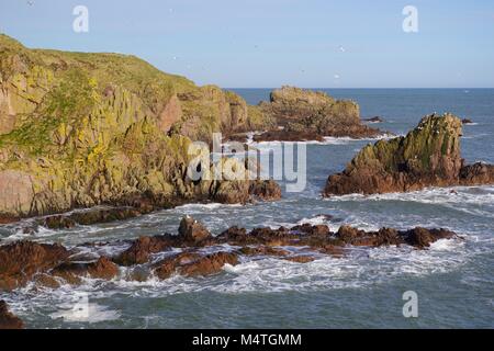 Robuste rosa Granit Seeklippen und wilden Nordsee Der Buchan Küste. Cruden Bay, Aberdeenshire, Nordostschottland, UK. Stockfoto