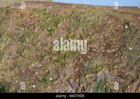 Robuste rosa Granit Seeklippen und wilden Nordsee Der Buchan Küste. Cruden Bay, Aberdeenshire, Nordostschottland, UK. Stockfoto