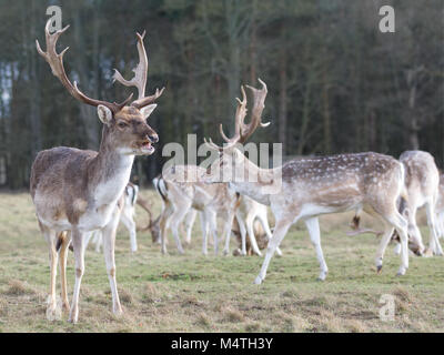 Rudel Damwild im Park mit Hirsch in den Vordergrund und Wälder im Hintergrund Stockfoto