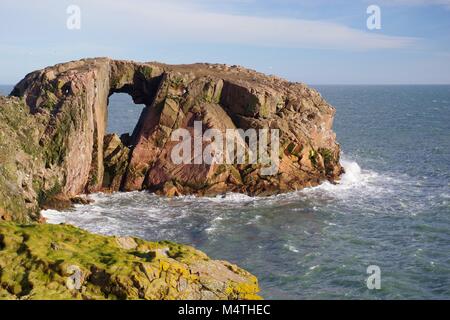 Der Bogen des Dunbuy, natürliche Meer Bogen durch eine rosa Granit Insel entlang der rauen Nordsee Klippen von Buchan, Cruden Bay, Aberdeenshire, Schottland, Großbritannien Stockfoto