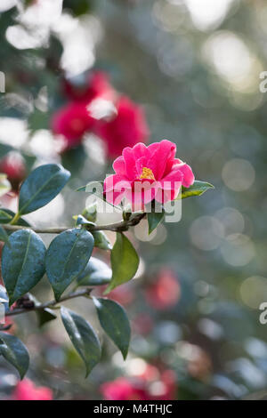 Camellia williamsii × "Freiheit Bell' Blüte im Februar. Großbritannien Stockfoto