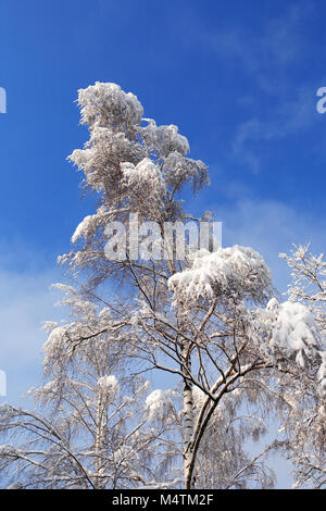 Schöne winter Hintergrund mit Wald unter Schnee Stockfoto